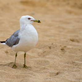 Bradford Beach, Milwaukee Photo #2 by Jim Bauer from flickr