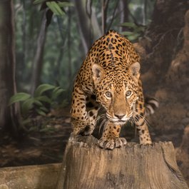 Milwaukee County Zoo, Milwaukee Photo #7 by Jim Bauer from flickr