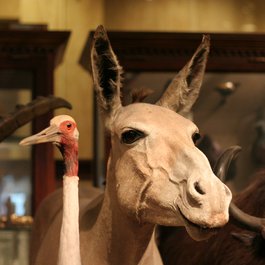 Milwaukee Public Museum, Milwaukee Photo #3 by JeffChristiansen from flickr