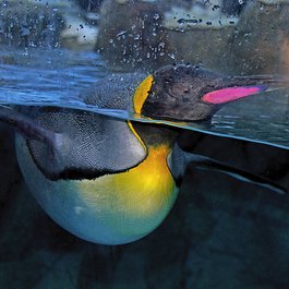 Calgary Zoo, Calgary Photo #7 by Bernard Spragg. NZ from flickr