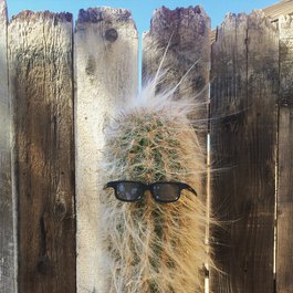 Pioneertown, Palm Springs Photo #4 by Peter Bjork from flickr