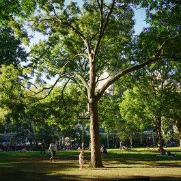 Madison Square Park, New York Photo #2 by Jeffrey Zeldman from flickr