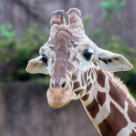 Milwaukee County Zoo, Milwaukee Photo #6 by Jim Bauer from flickr