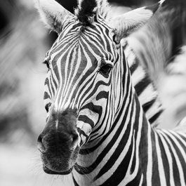 Roger Williams Park Zoo, Providence Photo #3 by Eric Kilby from flickr