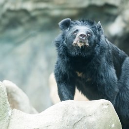 Roger Williams Park Zoo, Providence Photo #5 by Eric Kilby from flickr