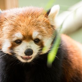 Roger Williams Park Zoo, Providence Photo #4 by Eric Kilby from flickr