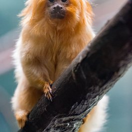 Roger Williams Park Zoo, Providence Photo #8 by Eric Kilby from flickr