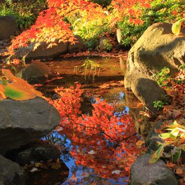 Anderson Japanese Gardens, Rockford Photo #2 by gabe popa from flickr
