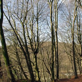 Cardiff itinerary, Castell Coch