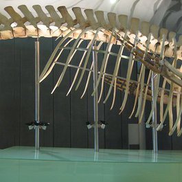 Melbourne Museum, Melbourne Photo #8 by Jeffrey from flickr