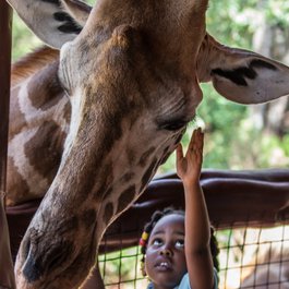 Giraffe Centre, Nairobi Photo #8 by Andrew Moore from flickr