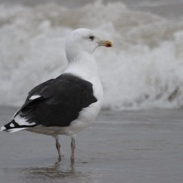 Wisconsin itinerary, Bradford Beach