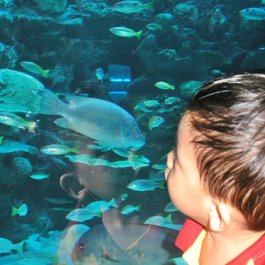 Aquaria Klcc, Kuala Lumpur Photo #2 by Emran Kassim from flickr