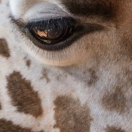 Giraffe Centre, Nairobi Photo #7 by Andrew Moore from flickr