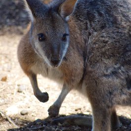 Kangaroo Island, South Australia Photo #8 by Jan Hazevoet from flickr