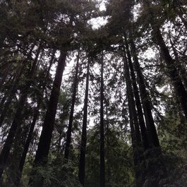 Joaquin Miller Park, Oakland Photo #8 by Nick Doty from flickr