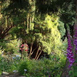Aberdeen itinerary, Cruickshank Botanic Garden