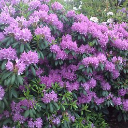 Portland itinerary, International Rose Test Garden