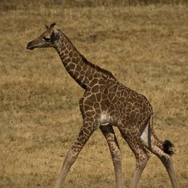 Safari West, Santa Rosa Photo #3 by Bryce Edwards from flickr