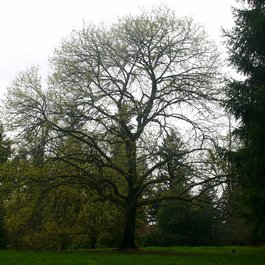 Hoyt Arboretum, Portland Photo #2 by jlh_lunasea from flickr