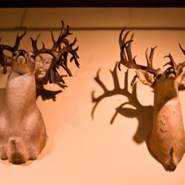 The Buckhorn Saloon & Museum, San Antonio Photo #9 by Shaan Hurley from flickr