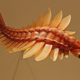Houston Museum Of Natural Science, Houston Photo #2 by Ellsasha from flickr