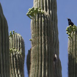 Desert Botanical Garden, Tempe Photo #4 by JD from flickr