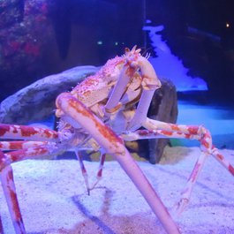 Aquaria Klcc, Kuala Lumpur Photo #6 by Cha già José from flickr