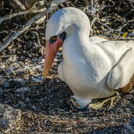 Genovesa Island, Galapagos Islands Photo #4 by Steven dosRemedios from flickr