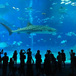 Okinawa Churaumi Aquarium, Naha Photo #9 by bryan... from flickr