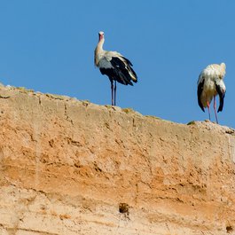 Chellah, Rabat Photo #8 by xiquinhosilva from flickr