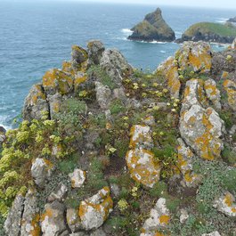 Kynance Cove, Cornwall Photo #6 by Loz Pycock from flickr