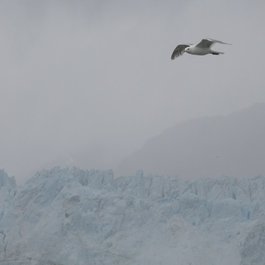 Margerie Glacier, Glacier Bay National Park Photo #5 by mike from flickr