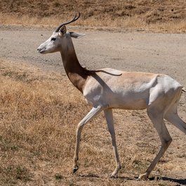 Safari West, Santa Rosa Photo #8 by Don DeBold from flickr