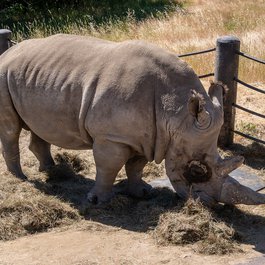 Santa Rosa itinerary, Safari West