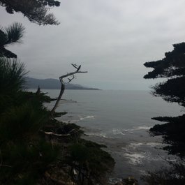 Lone Cypress, Monterey Photo #7 by Sergei Gussev from flickr