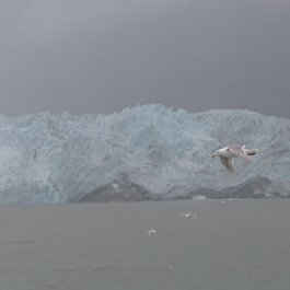 Margerie Glacier, Glacier Bay National Park Photo #4 by mike from flickr
