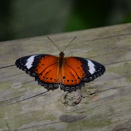 Australian Butterfly Sanctuary, Cairns Photo #3 by John Jennings from flickr
