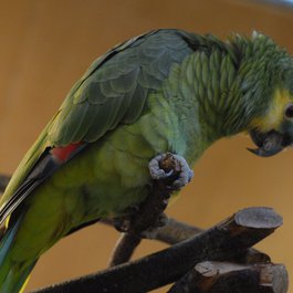 Amazonas, Colombia Photo #1 by Joshua Ganderson from flickr