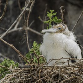 Genovesa Island, Galapagos Islands Photo #2 by Anita Ritenour from flickr