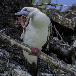 Genovesa Island, Galapagos Islands Photo #3 by Anita Ritenour from flickr
