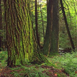 Big Trees Trail, Sequoia National Park Photo #1 by Nicholas_T from flickr