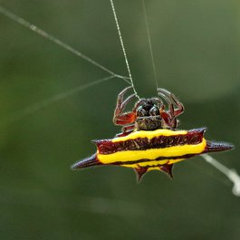Cairns Botanic Gardens, Cairns Photo #5 by Graham Winterflood from flickr