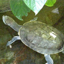 Vancouver Aquarium, Vancouver Photo #5 by Scazon from flickr