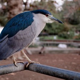 Lake Merritt, Oakland Photo #6 by Doug Letterman from flickr