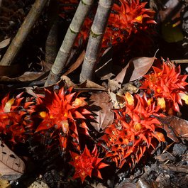 Cairns Botanic Gardens, Cairns Photo #1 by John Jennings from flickr
