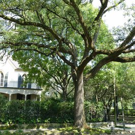Garden District, New Orleans Photo #9 by Paul Huber from flickr