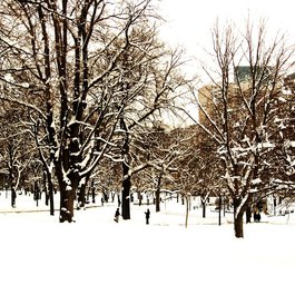 Boston Common, Boston Photo #6 by Kelsey Ohman from flickr