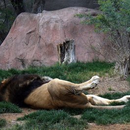 Phoenix Zoo, Tempe Photo #3 by Michael Ruiz from flickr