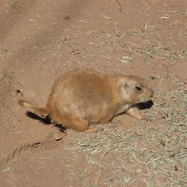 Phoenix Zoo, Tempe Photo #7 by King Huang from flickr